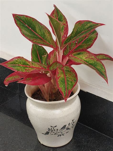 Low Light House Plants House Plants Indoor Chinese Evergreen Plant