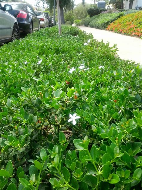 Carissa grandiflora | Landscaping plants, Front yard landscaping ...