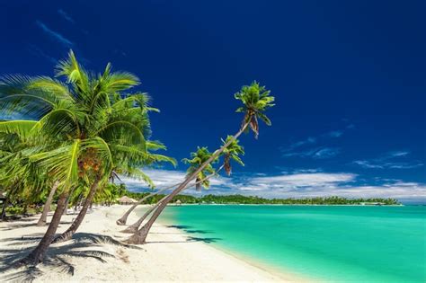 Premium Photo Tropical Beach With Coconut Palm Trees Over The Lagoon