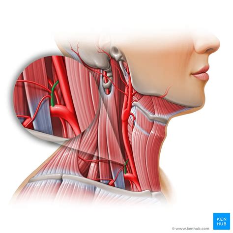 Thyrocervical Trunk Anatomy