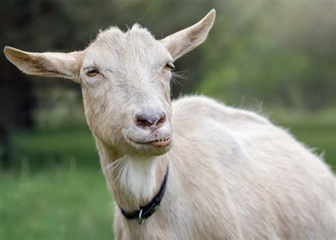 Goat Bloating Causes Symptoms Treatment And Prevention