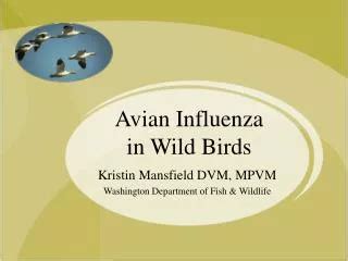 Ppt Avian Influenza Symptoms In Birds Powerpoint Presentation Free