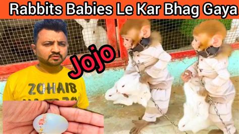 Jojo Rabbits Babies Le Kar Bhag Gaya Humare Kabootar Ka Bacha Andy Se