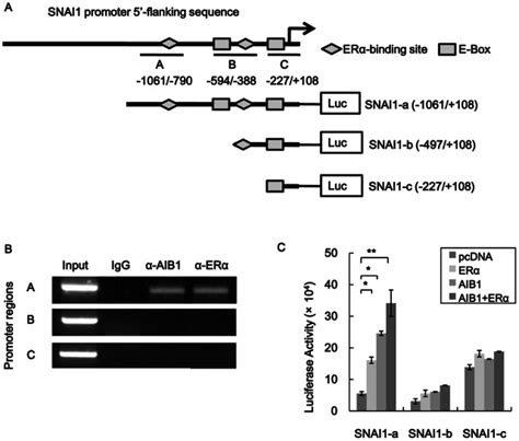 A Schematic illustration of ERα binding elements in SNAI1 promoter