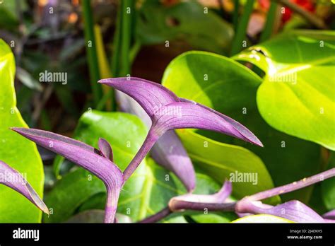 Tradescantia Pallida Purple Heart Wandering Jew Flowers Stock Photo Alamy