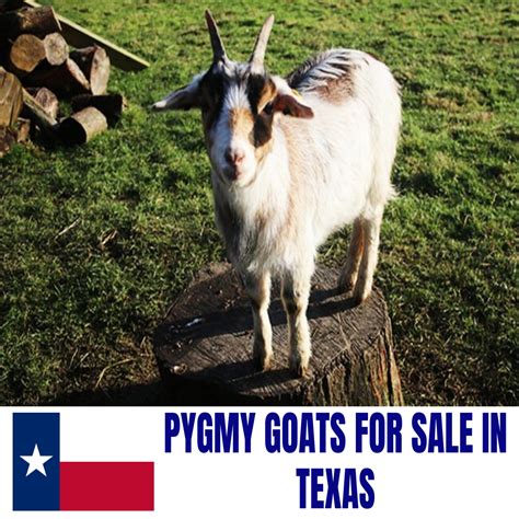 Pygmy Goats For Sale In Texas Current Directory Of Pygmy Goat Breeders