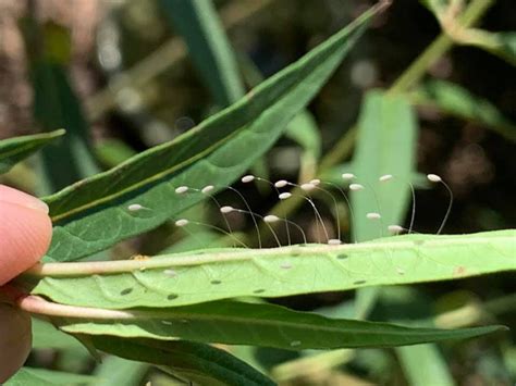 Lacewing Larvae Camouflage