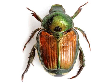 Japanese Beetle Control | Ready Pest Control | Beetle Removal