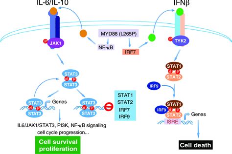 Schematic Illustration Of Gene Regulation By STAT3 In ABC DLBCL JAK1