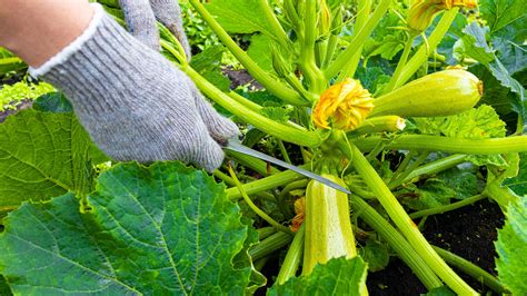 When To Harvest Zucchini 3 Things I Ve Learned As A Home Gardener