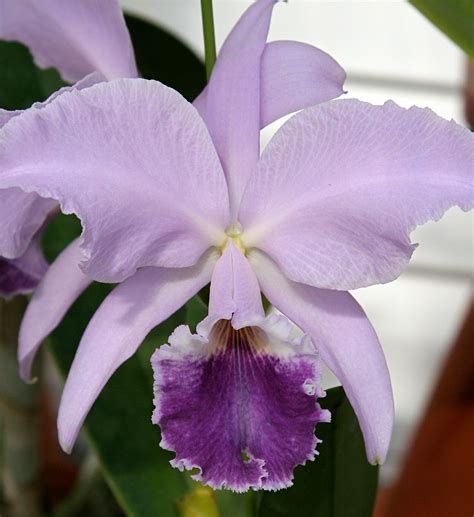 Cattleya Labiata Var Coerulea Orchid Board Most Complete Orchid