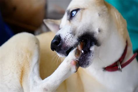 Cachorro se coçando muito e se mordendo o que pode ser