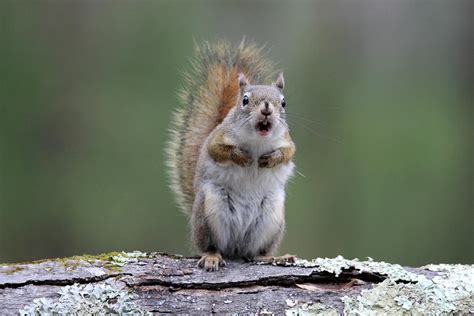 Funny Squirrel Photograph By Sue Feldberg Fine Art America