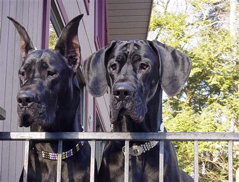 Great Dane Cropped Ears