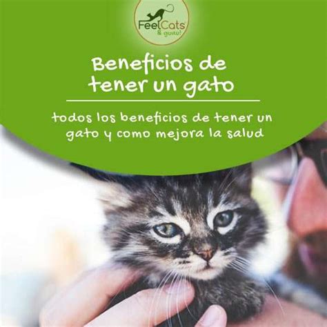 Beneficios De Tener Un Gato En Casa Para La Salud FeelCats