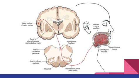 Nervio Craneal Xii Hipogloso Pdf