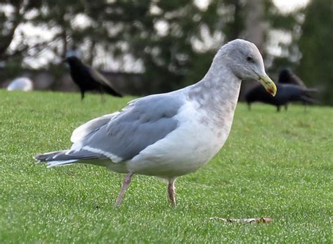 Gull 1 Glaucous Winged X Western Hybrid Amberglen Birdtimegirl Flickr