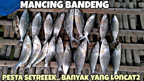 Mancing Bandeng Tambak Hasil Nya Diluar Dugaan Youtube