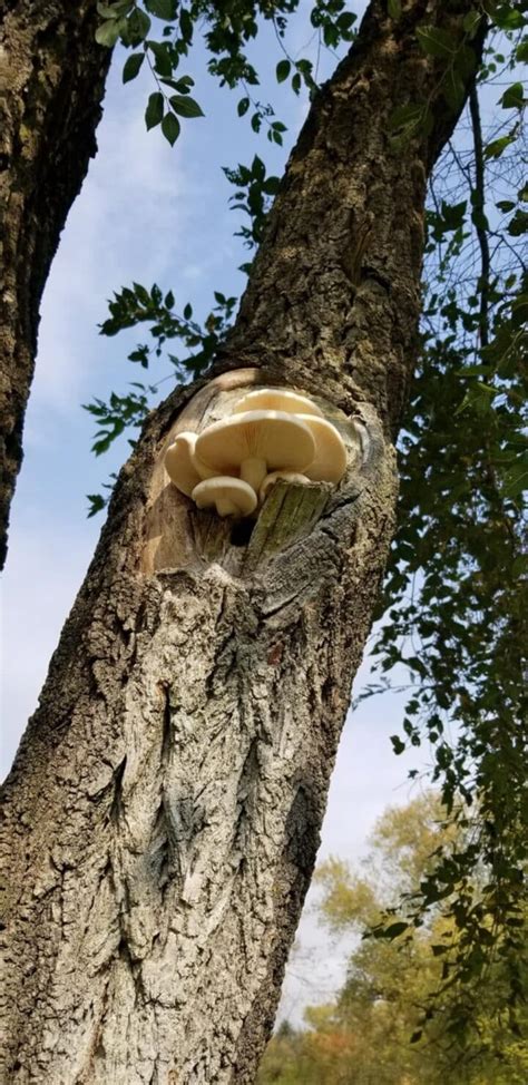 Elm Oyster Mushroom Identification Foraging And Lookalikes