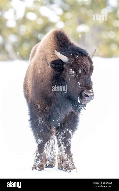 American bison (Bison bison) in Yellowstone National Park in Winter Stock Photo - Alamy