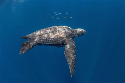 Critically Endangered Leatherback Turtle Sets Potential Deep Diving