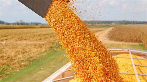 Se Acelera La Cosecha De Los Cereales De Verano Por Las Buenas Condiciones Del Tiempo Agrolink