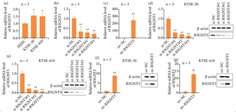 Expression Of B Gnt In Esca A Qrt Pcr Was Used To Determine The