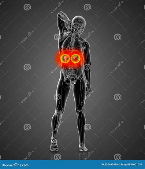 Kidneys - Male Anatomy Of Human Organs - X-ray View Stock Photography
