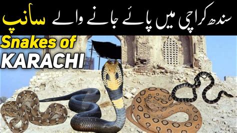 Snakes Of Karachi Wildlife Biodiversity Of Sindh Pakistan Youtube