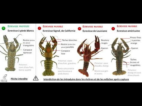 Les différentes espèces d écrevisse en France YouTube