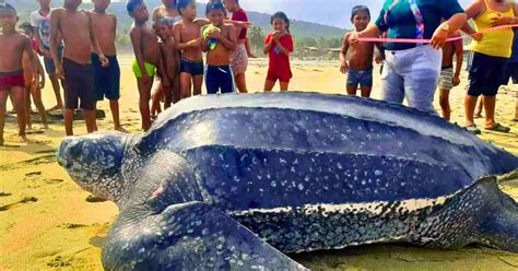 Worlds Largest Sea Turtle Emerges From The Sea Mostly Found In