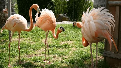 Du Rififi Chez Les Flamants Rose Parc Zoologique De Fréjus