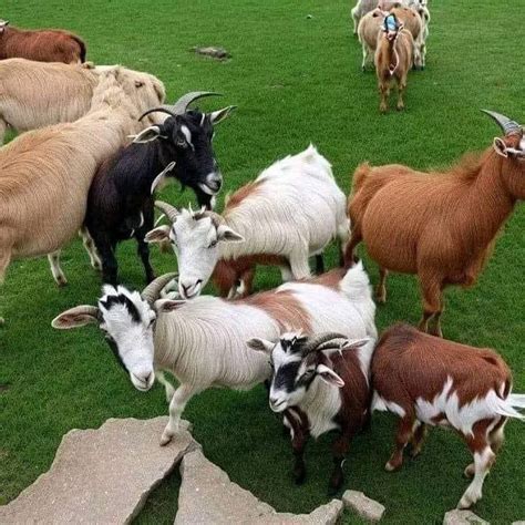 Desaf O Viral Pod S Encontrar A Messi Entre Todas Estas Cabras