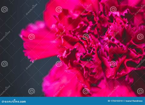 Red Carnation Flower In Bloom Stock Photo Image Of Colorful Beauty