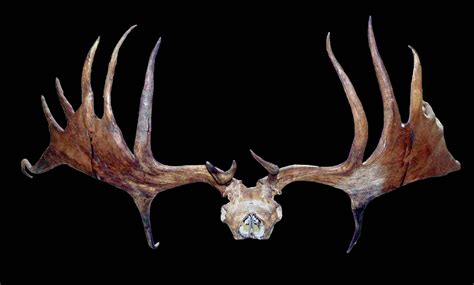 Giant Deer Skull And Antlers Megaloceros Giganteus Nottingham Museums