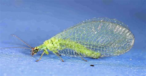 Brown Lacewing Eggs