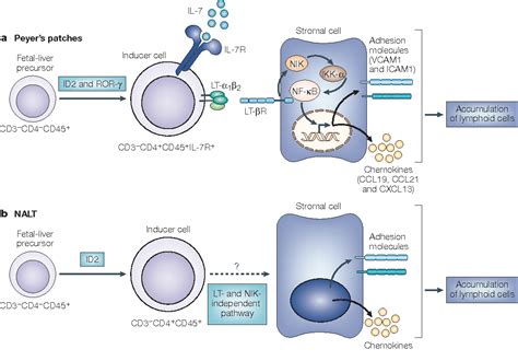 Nasal Associated Lymphoid Tissue Semantic Scholar