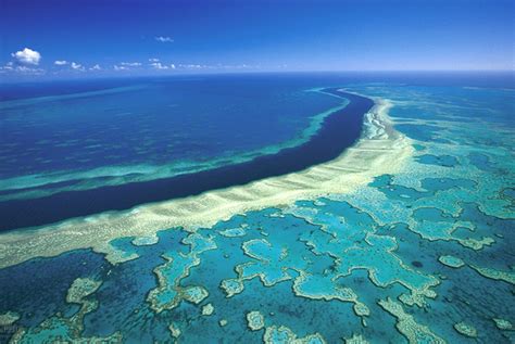 Chasing Coral Il Documentario Sui Coralli Che Ci Fa Sentire Coinvolti