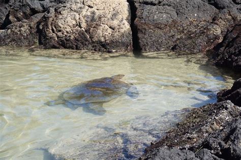 Swimming with Sea Turtles in Hawaii | Hawaii honeymoon, Hawaii fun ...