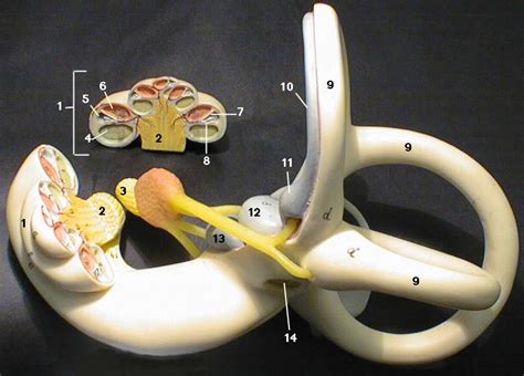 Inner Ear Model Diagram Quizlet