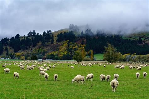 Rebanho De Ovelhas Pastando No Campo Paisagem De Montanha Enevoada