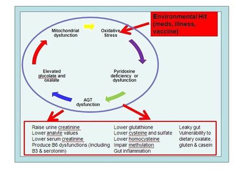 Methylation Cycle | Methylation Cycle | Neuro Immune | Methylation ...