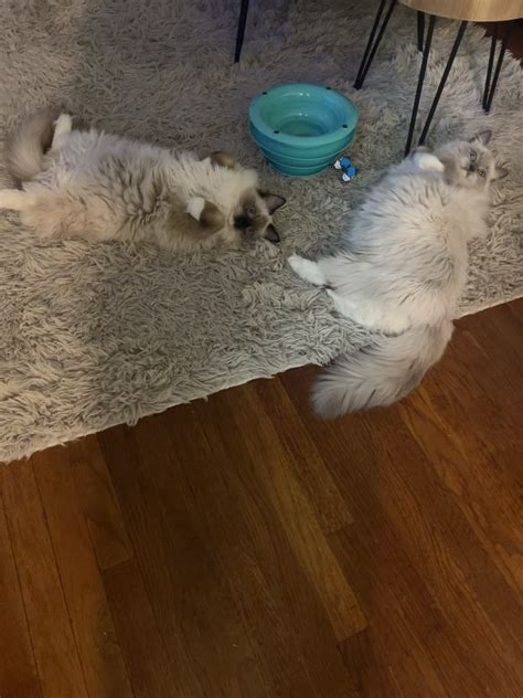 They Wanted Their Toy To Be Upside Down Just Like Them R Ragdolls