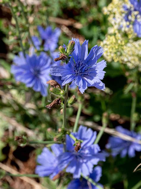 Cichorium Intybus Gew Hnliche Wegwarte Peter Voigt Flickr