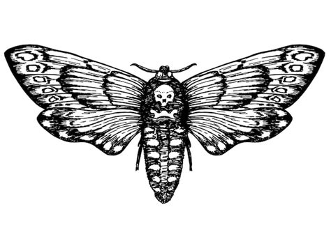 Premium Vector | Butterfly dead head death s head hawk moth design tattoo sketch vintage drawing