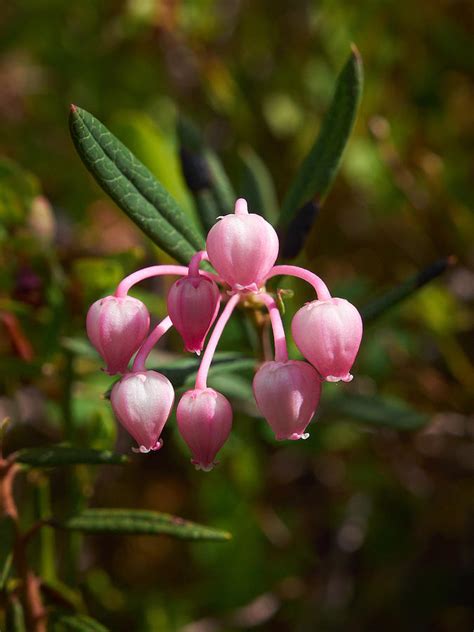 Bog-rosemary Photograph by Jouko Lehto - Fine Art America