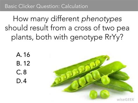 Example Clicker Questions Ppt