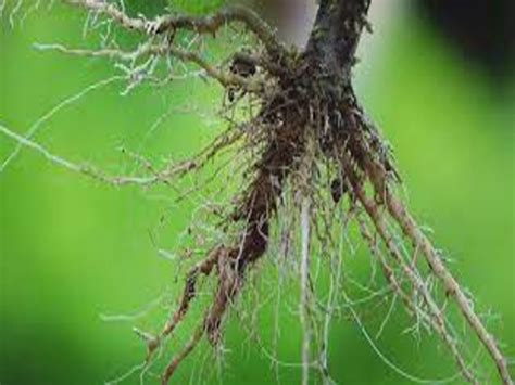 Tulsi Root Remedies These Tulsi Ki Jad Remedies Are Very Useful It