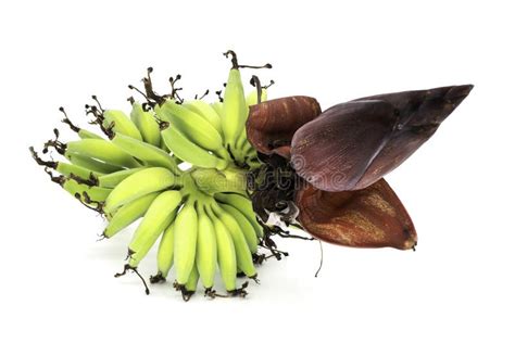 Banana on Bunch Isolated stock image. Image of food - 111064599