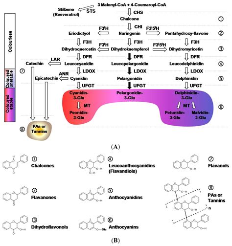 IJMS Free Full Text Plant FlavonoidsBiosynthesis Transport And